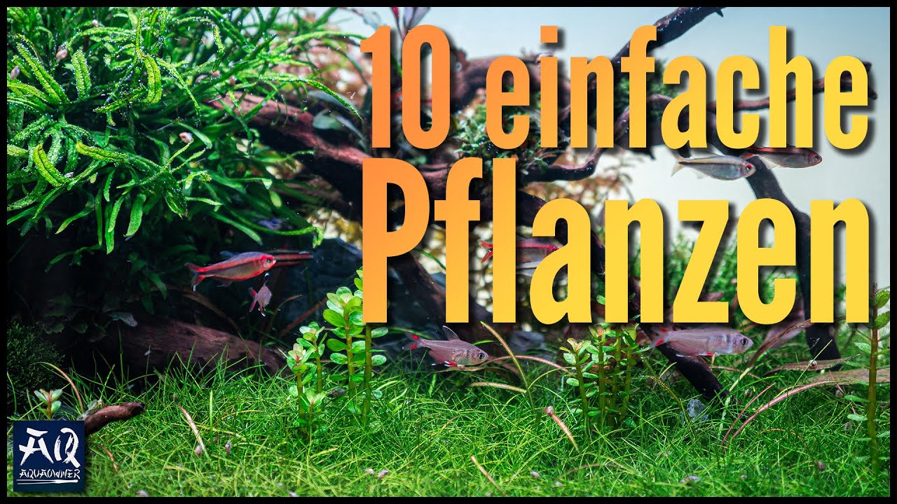 10 einfache Pflanzen für dein Aquarium | AquaOwner