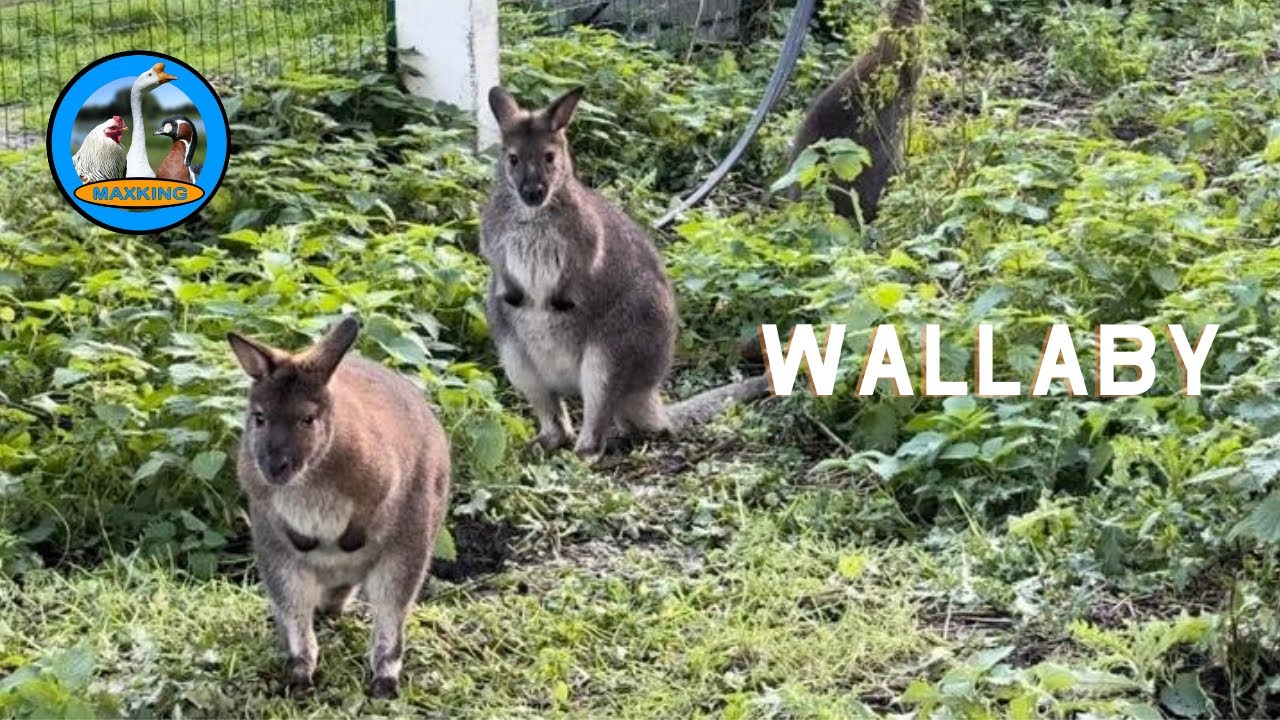 NOUVEAUX ARRIVANTS RARES WALLABY!