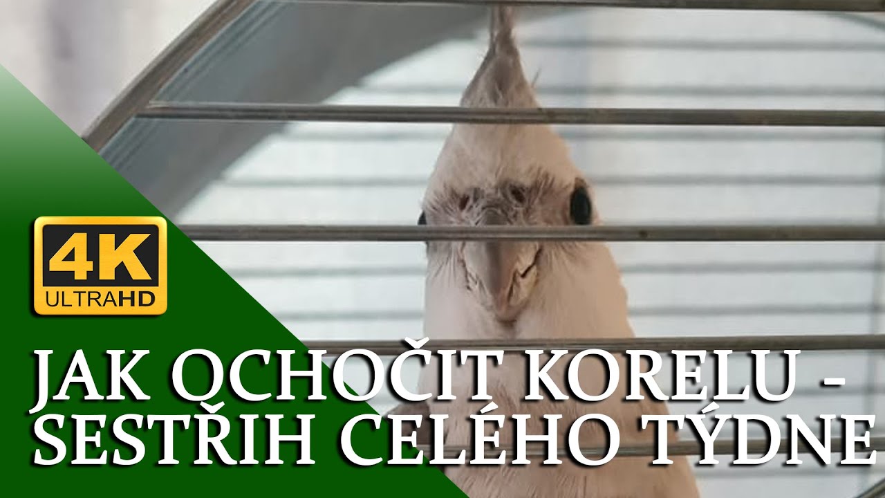 🔴[4K ] Jak ochočit divokou korelu 2022 - sestřih celého týdne │KorelyEu
