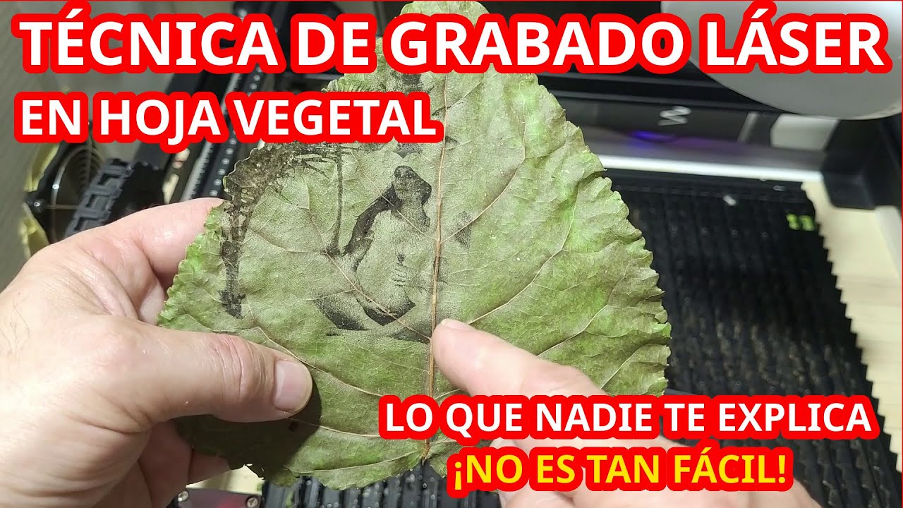 Grabado Laser en Hojas de Arboles. Lo Que nadie te explica. No Es Tan F&aacute;cil Como en TikTok. 496