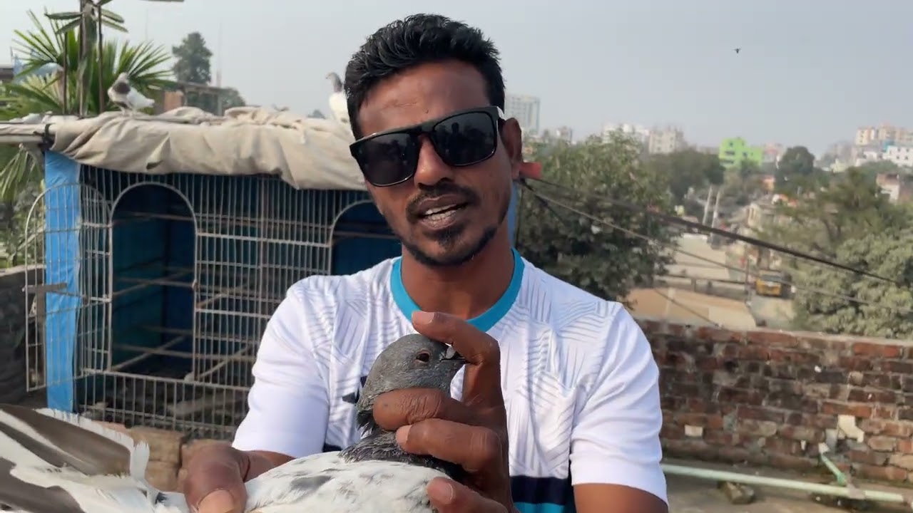 কালু ভাই  এর কিছু ভালো লাইনের কবুতর