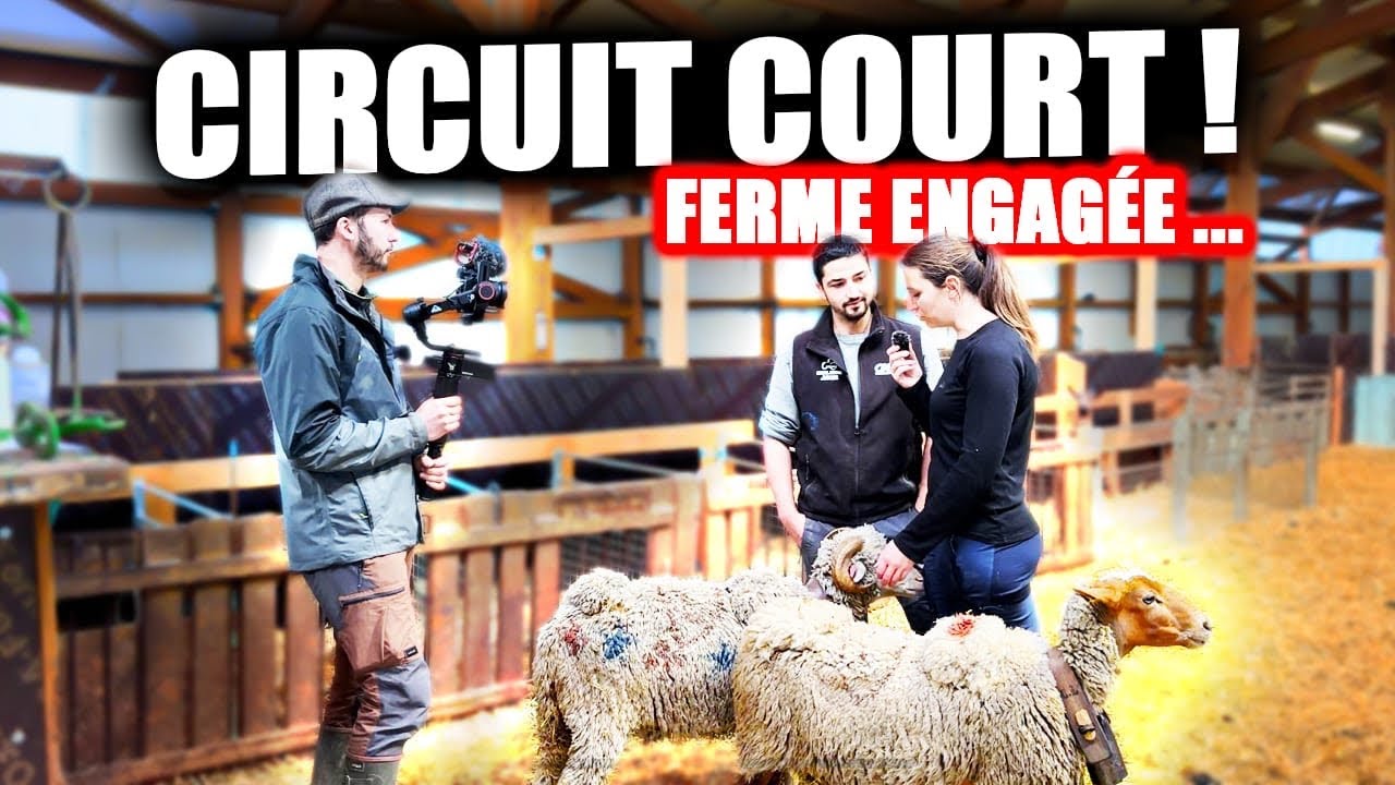 VISITE D UNE FERME OVIN EN CIRCUIT COURT🐑- JEUNE ELEVEUR - Seb-Agri