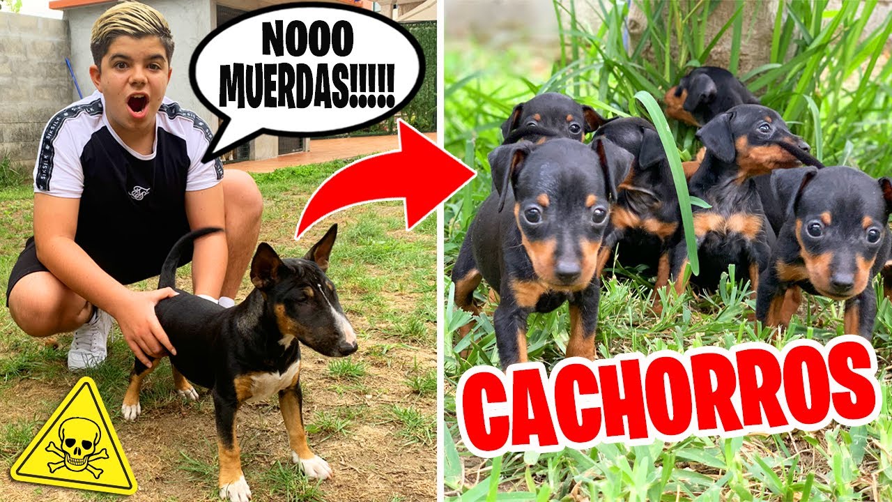 MI BULLTERRIER CONOCE A LOS CACHORROS!!! MALA IDEA
