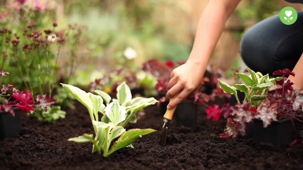 Pflanzen und Pflegen von Staudenbeeten