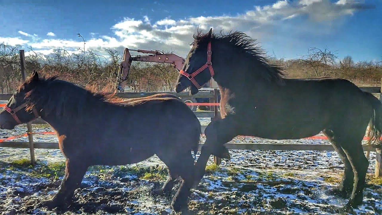 АРІЯ ТА ЛЕГЕНДА  🚚ПЕРЕЇХАЛИ ДО НОВОГО ГОСПОДАРЯ/❤️PERCHERON HORSES