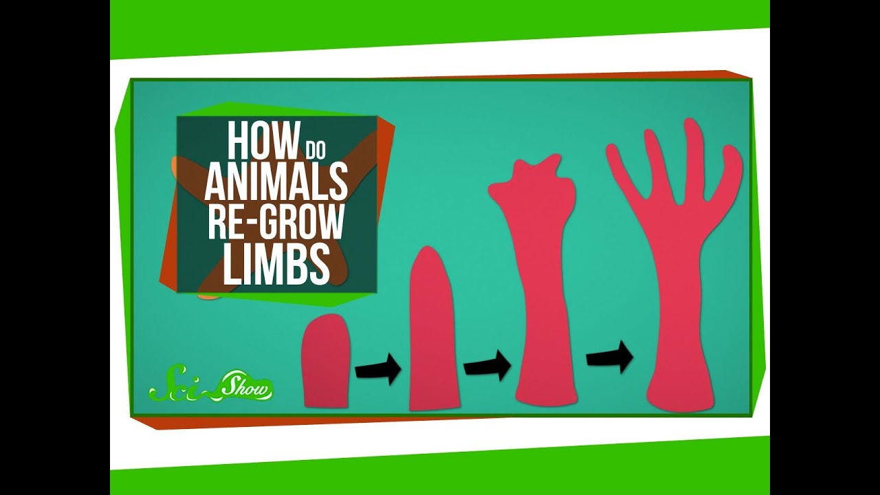 How Do Animals Re-Grow Limbs (And Why Can't We?)