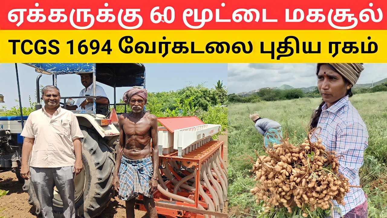 TCGS 1694 வேர்க்கடலை சாகுபடி முறை ஏக்கருக்கு 60 மூட்டை மகசூல் Peanut groundnut harvester kadiri1812