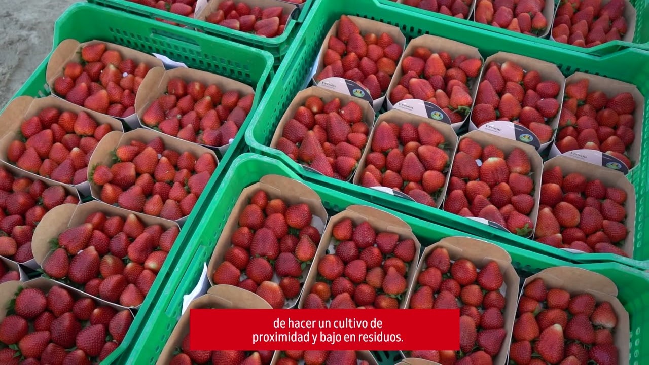 Alcampo | Cultivamos Lo Bueno: Fresón Triumph El Pinar