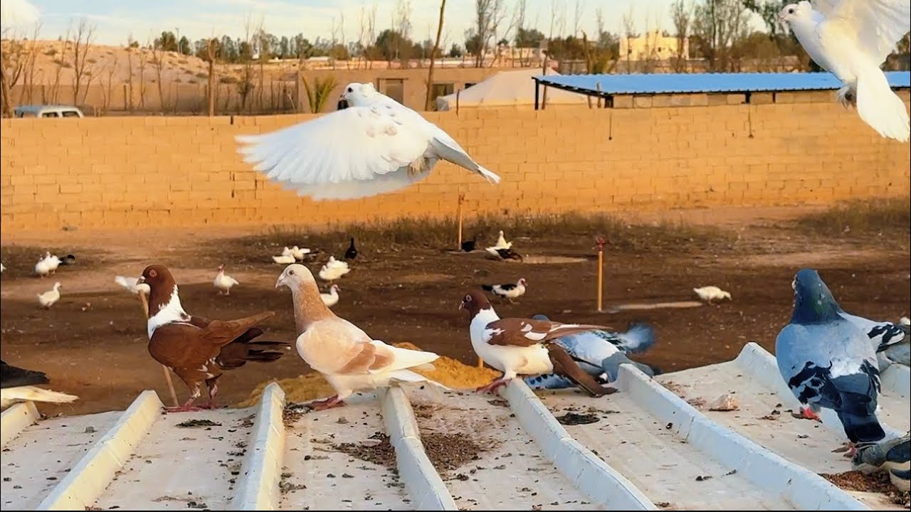 جوله رهيبه مع طيور المزرعه 😇🕊️🕊️