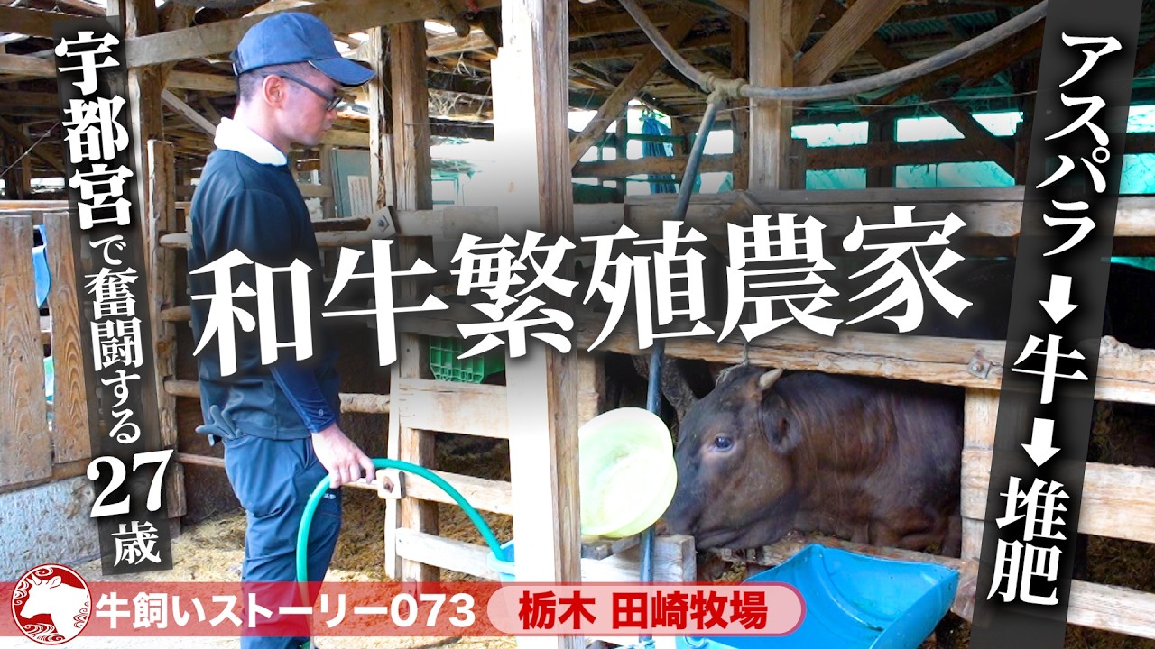 【栃木：田崎牧場 (和牛繁殖農家)】『目指せ! 50頭』27歳和牛繁殖農家が進む道《牛旅wasabee 牛飼いストーリー073》