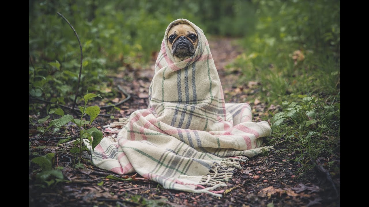 The most beautiful dogs in the world Die sch&ouml;nsten Hunde der Welt