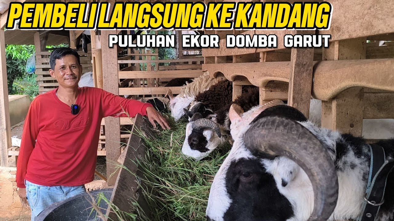 satu kampung di Lampung Tengah peternak domba Garut