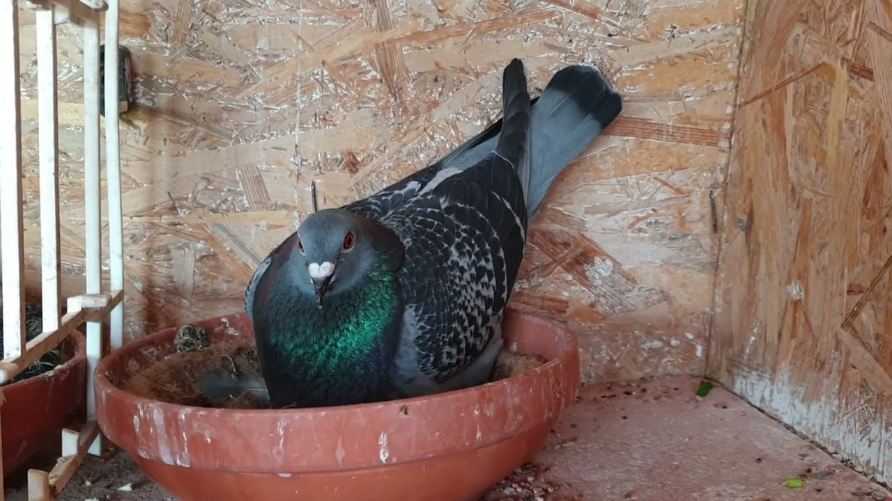 Daughter Byter - Stichelbaut pigeon breeding hen in my loft -  Young Birds  at 250 Euro each