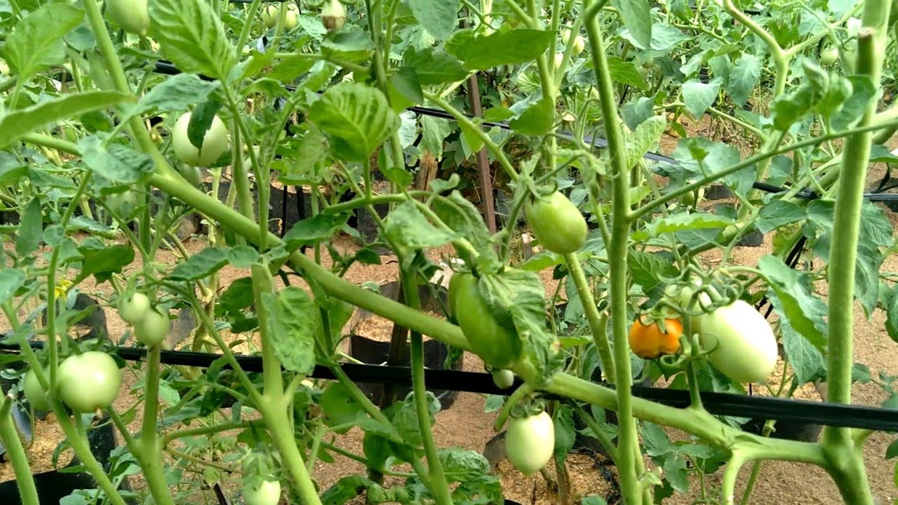 Sambung pucuk  terong  dan  Sambung  pucuk  tomat  ternyata  berhasil.