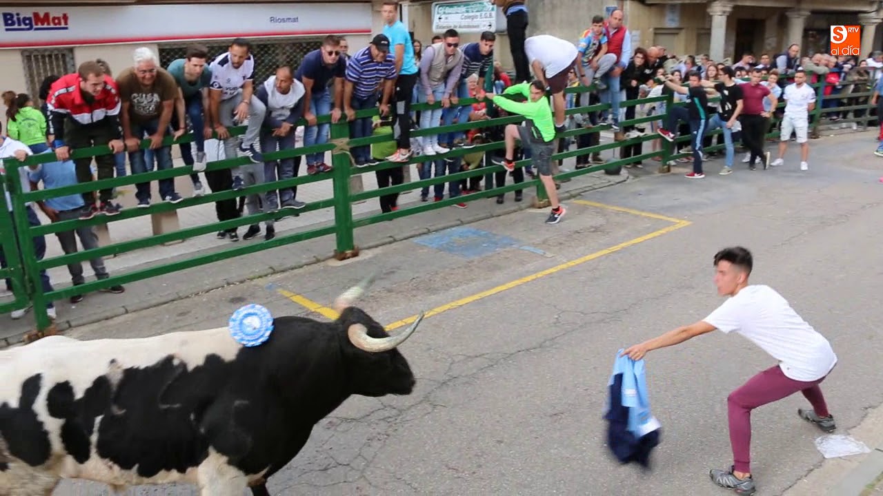 IV Toro de Cajón de Vitigudino