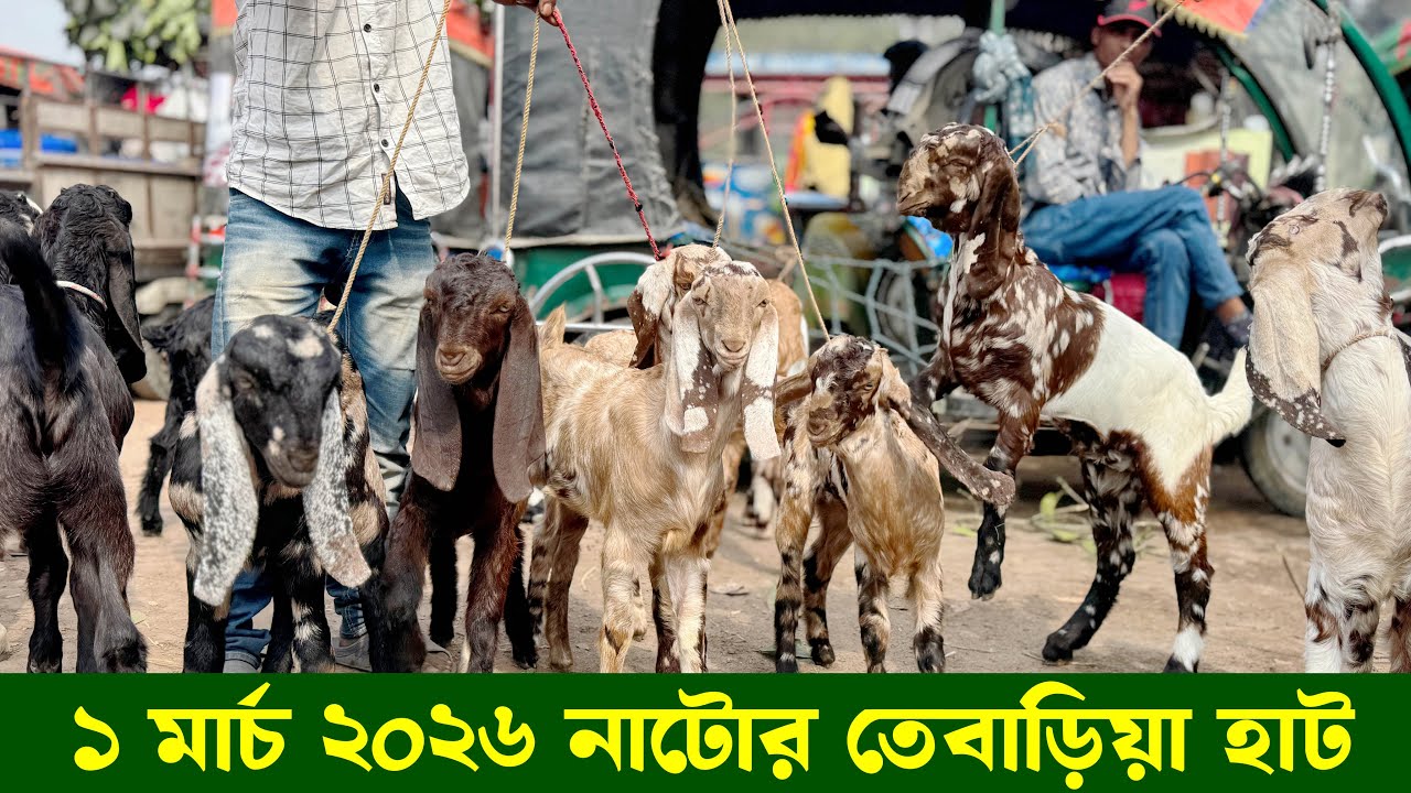 আজকের নাটোর তেবাড়িয়া হাট থেকে তোতাপুরী হরিয়ানা বিটল ক্রস ছাগলের দাম জানুন Goat market natore 