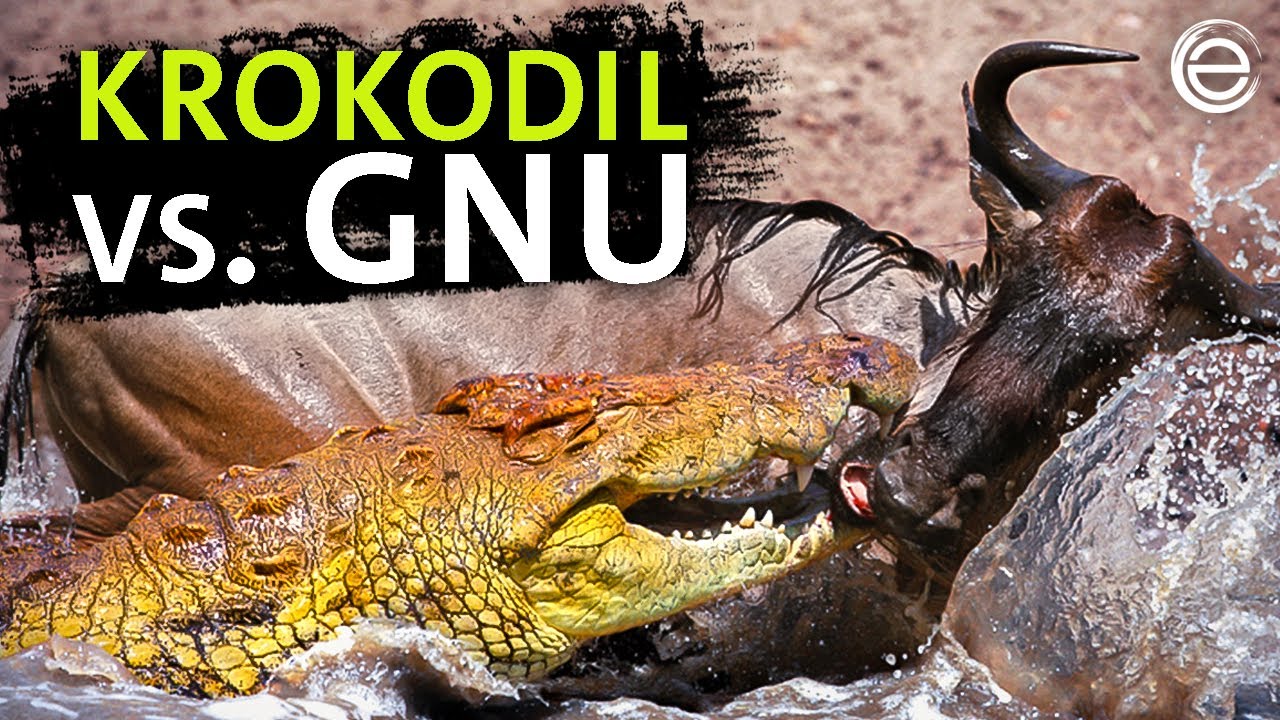 Krokodil vs Gnu – Gefahr am Wasserloch | Erlebnis Erde
