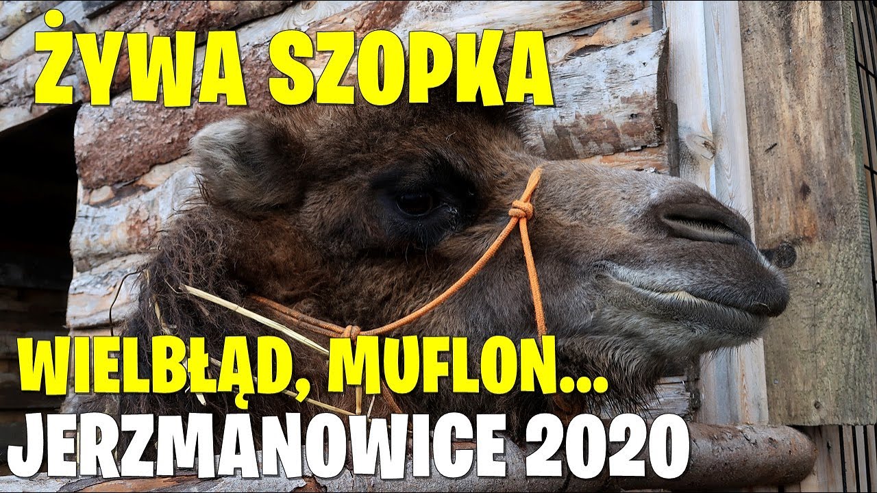 JERZMANOWICE - PRZEGINIA 2020- ŻYWA SZOPKA Z WIELBŁĄDEM, MUFLONEM I OSIOŁKIEM - ODKRYJ POLSKĘ #37