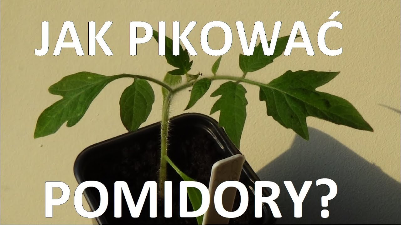 PIKOWANIE POMIDORÓW - kiedy, jak i po co?