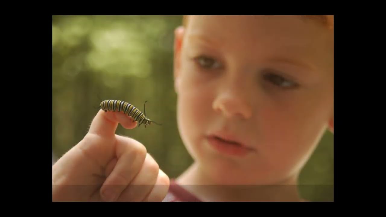 Raising Monarch Butterflies with my children through the years.  Life cycle of the Monarch Butterfly