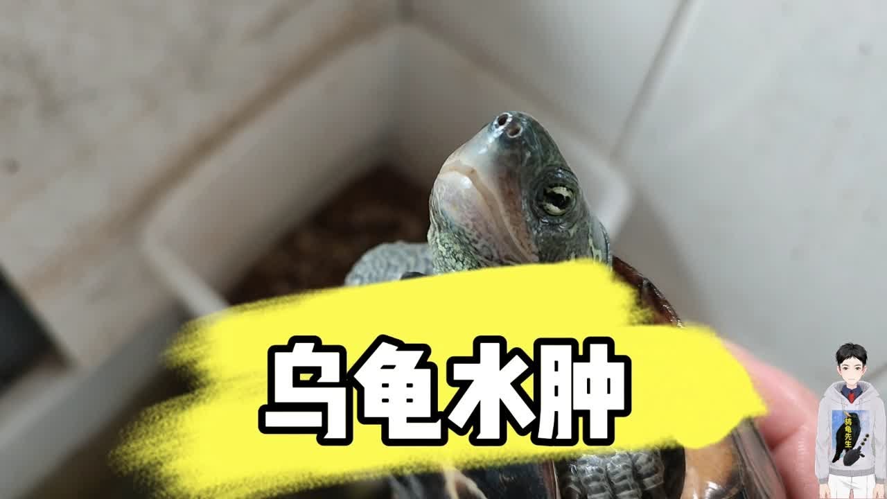 【鸫龟先生】乌龟水肿怎么治？造成乌龟水肿的六种原因和解决方法，乌龟水肿的表现和消除方法，乌龟水肿和胖的区别，乌龟水肿、气肿和肥胖的区分方法，预防为王，乌龟水肿