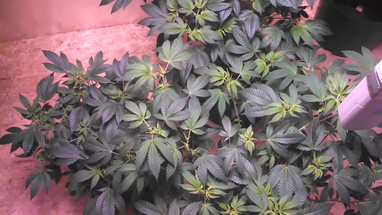 Day 1 BIG BUD under the Dwarf Star by Perfect Sun LEDs.