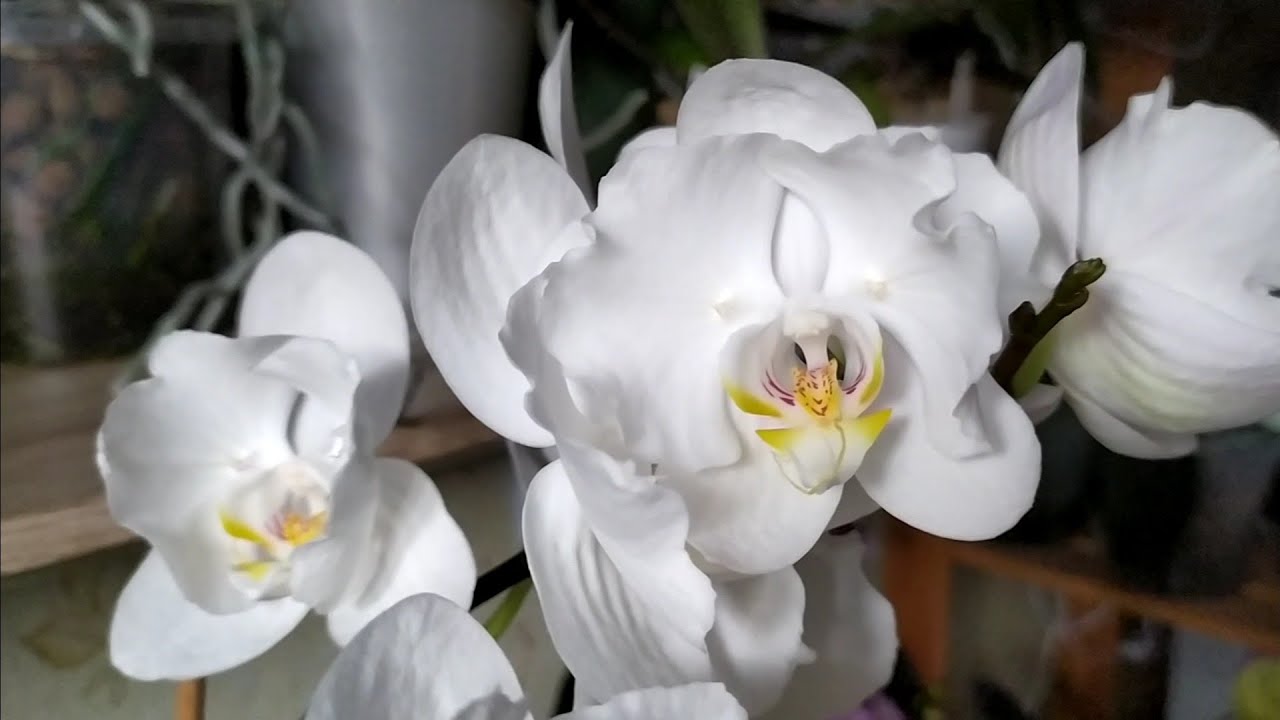 Домашние цветение орхидей. Новая орхидея Бабочка фаленопсис Dragon Maple. 