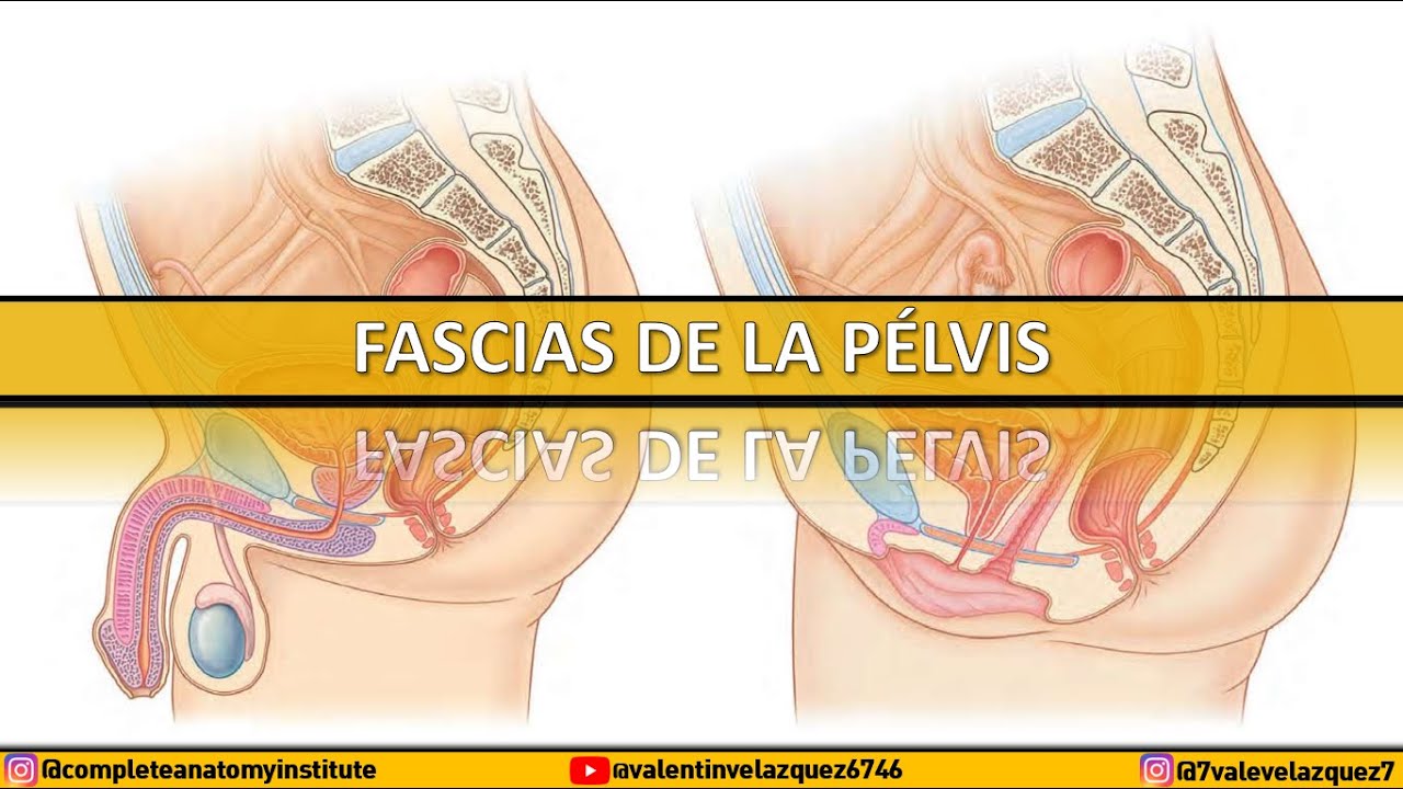 FASCIAS PELVIANAS - Mesotransversal común, fascia presacra de Waldeyer, aponeurosis de Denonvilliers