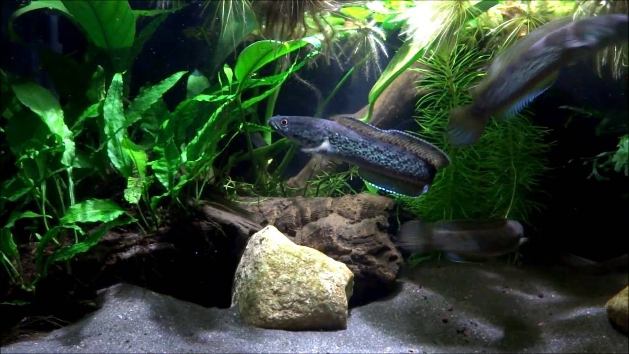 Channa stewartii