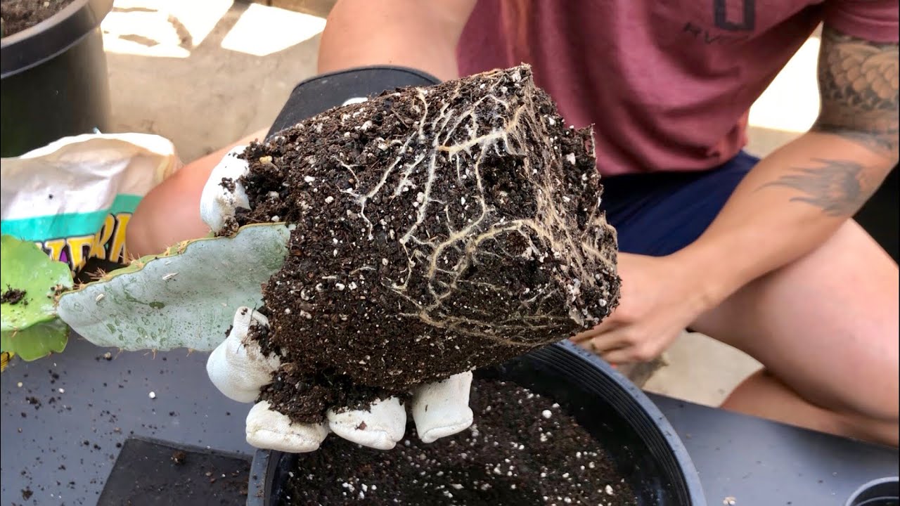 How to Repot Dragon Fruit Cuttings