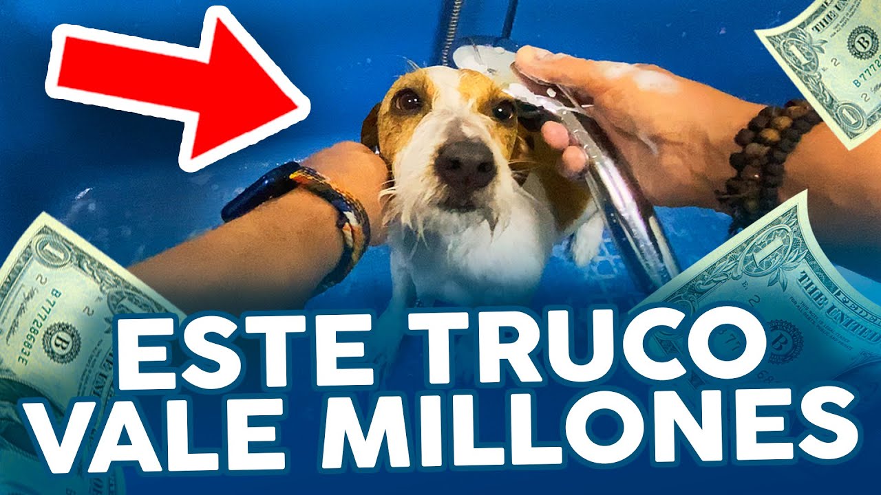 ¡HAZLO ASÍ! 🐶🚿Cómo BAÑAR a un PERRO en casa RÁPIDO Y FÁCIL