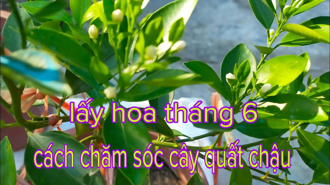 Lấy hoa tháng sáu và phương pháp chăm sóc cây quất chậu