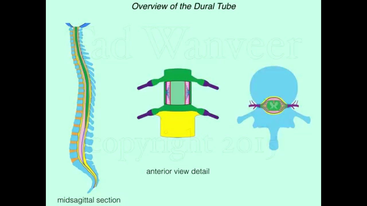 Dural Tube Overview by Tad Wanveer