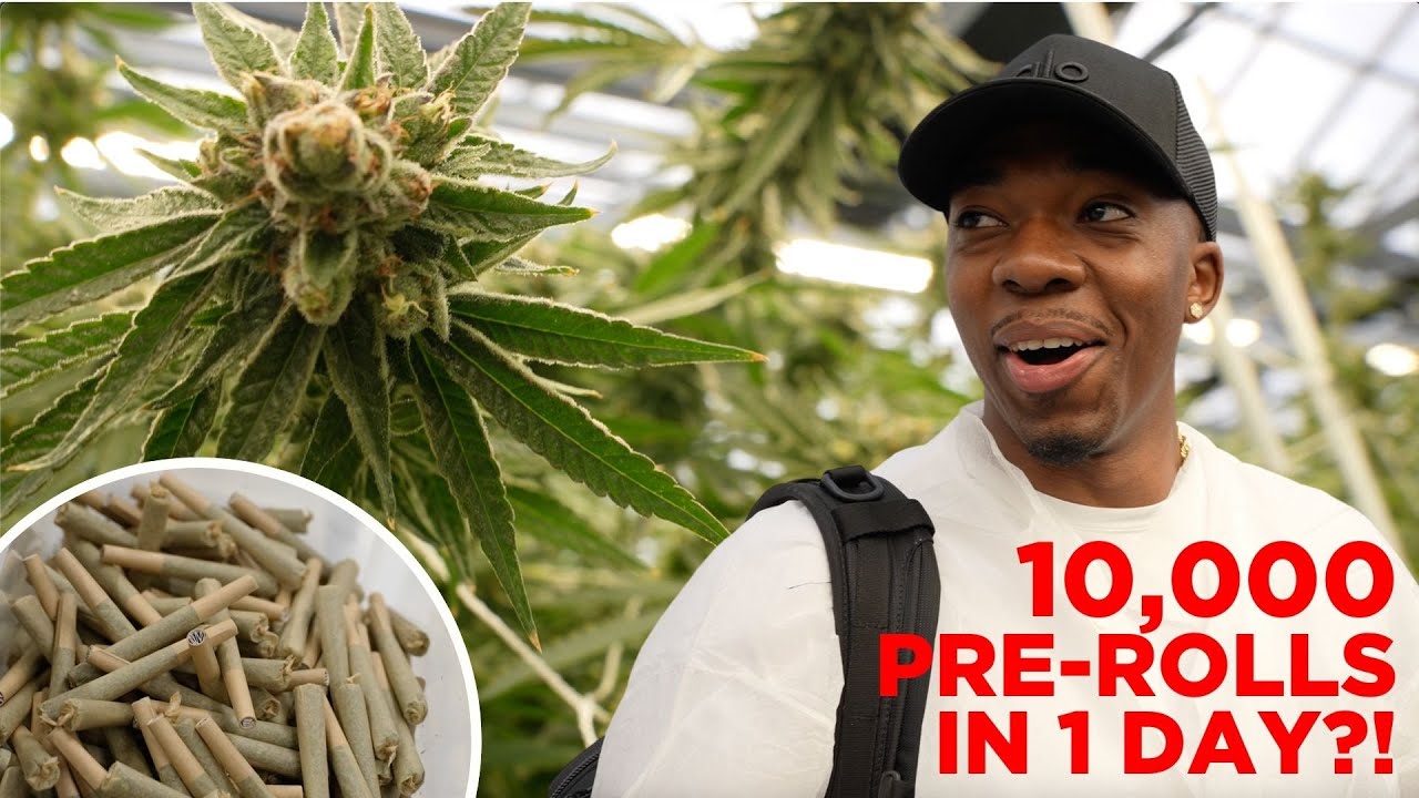 Inside One of New York&rsquo;s Largest Cannabis Grow Facilities 🌱 | Kings House of Fire Tour
