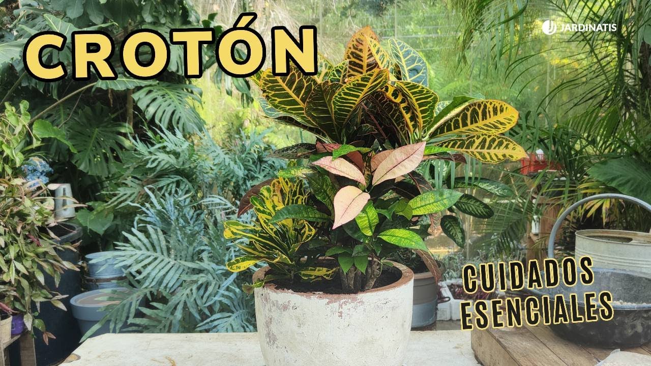 Variedades de CROTÓN y los CUIDADOS clave para tenerlo en CASA // Jardinatis