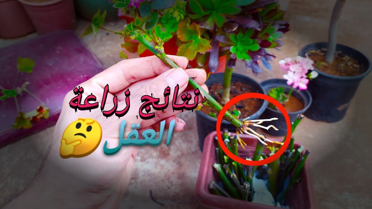 زراعة العقل بدون تربة 2