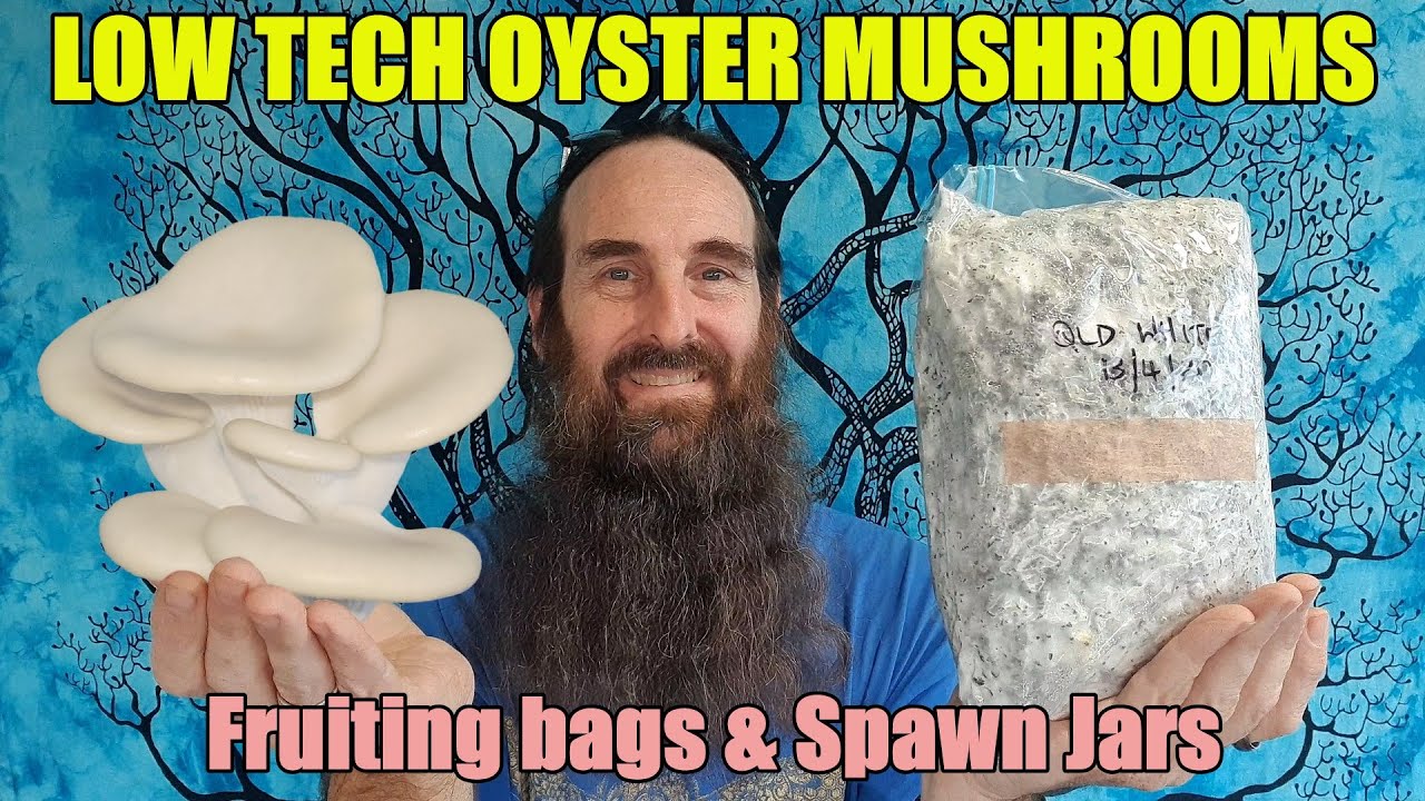 Low Tech Oyster Mushrooms | Recycled Paper Fruiting bags & Sawdust Spawn Jars