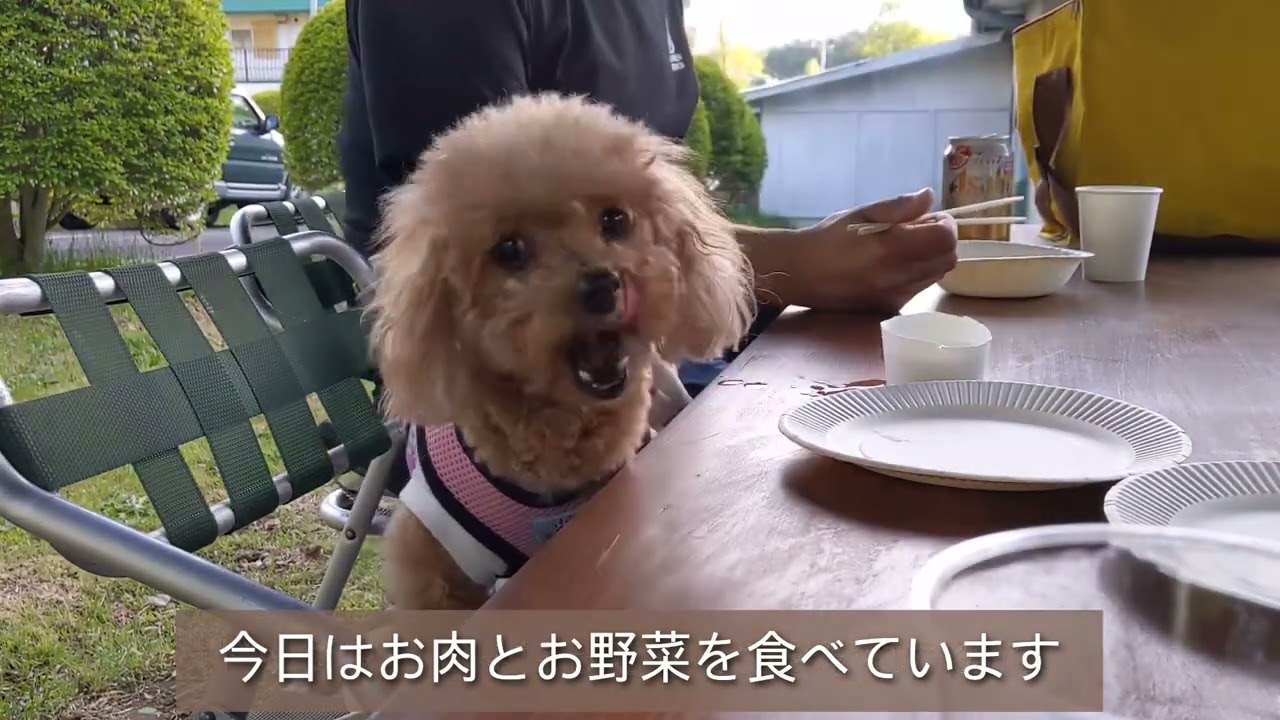 ペットと泊まれる別荘、とても快適に過ごせました〜信州諏訪湖から近い静かなコテージです#家族旅行#ペット一緒に泊まれるホテル#信州旅