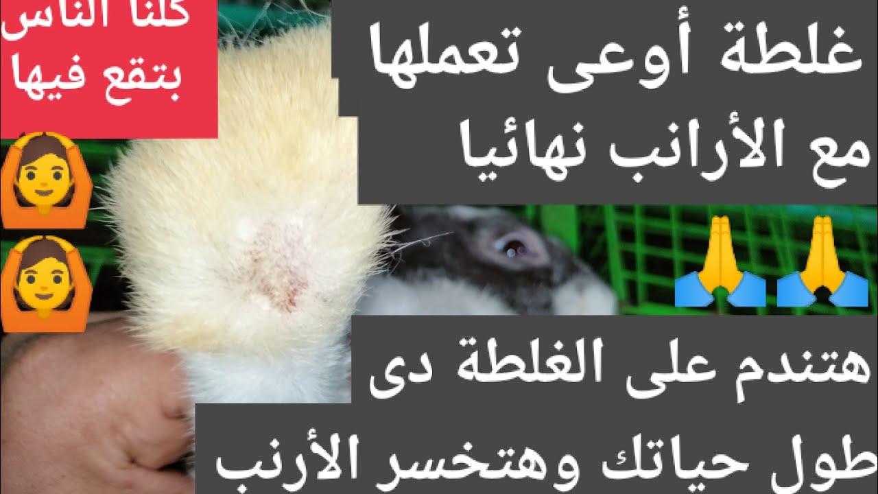علاج بتعالج بيه الجرب بيقتل الأرانب فوراً🙏 بعد استخدامه والجرب بيزيد أضعاف فى الأرانب🙆😭