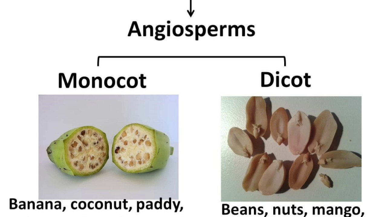Biology- Plant Kingdom - Diversity in Living Organisms - Part 4 - English - English