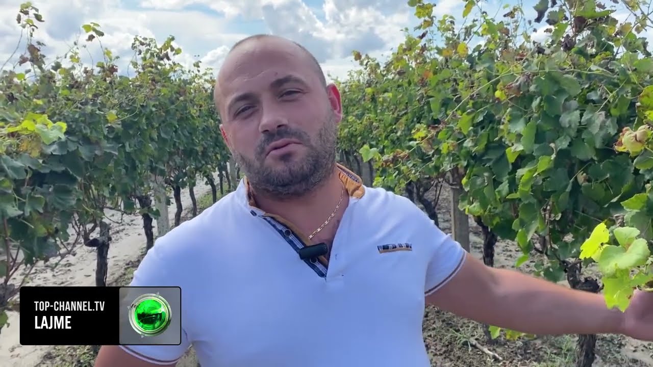 Top Channel/ Kultivimi i rrushit/ Vit i mbarë, por ra çmimi. Fermerët e Myzeqesë fokusohen te ulliri