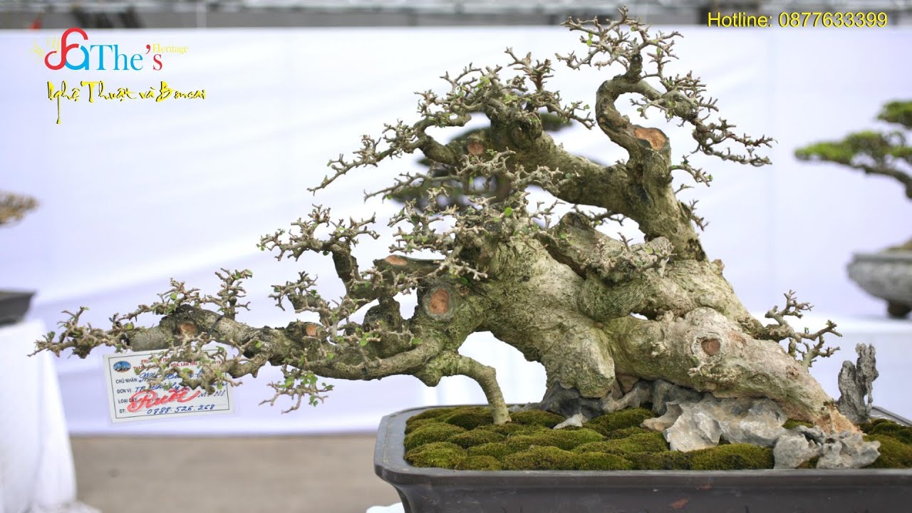 Xem những Tác phẩm Bonsai đẹp và thư giãn với bản nhạc KHÚC NHẠC THIÊN ĐÌNH du dương