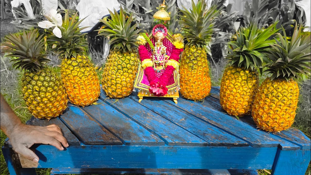 Pineapple farming. ભુજ મંદિરના સંતોની પધરામણી 12-3-26