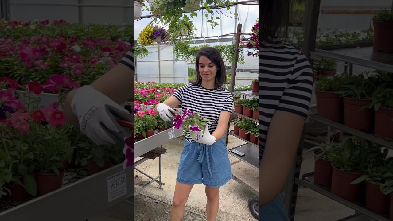 Poda de Petunias en verano. Un extra de vitalidad para tus plantas 🪴