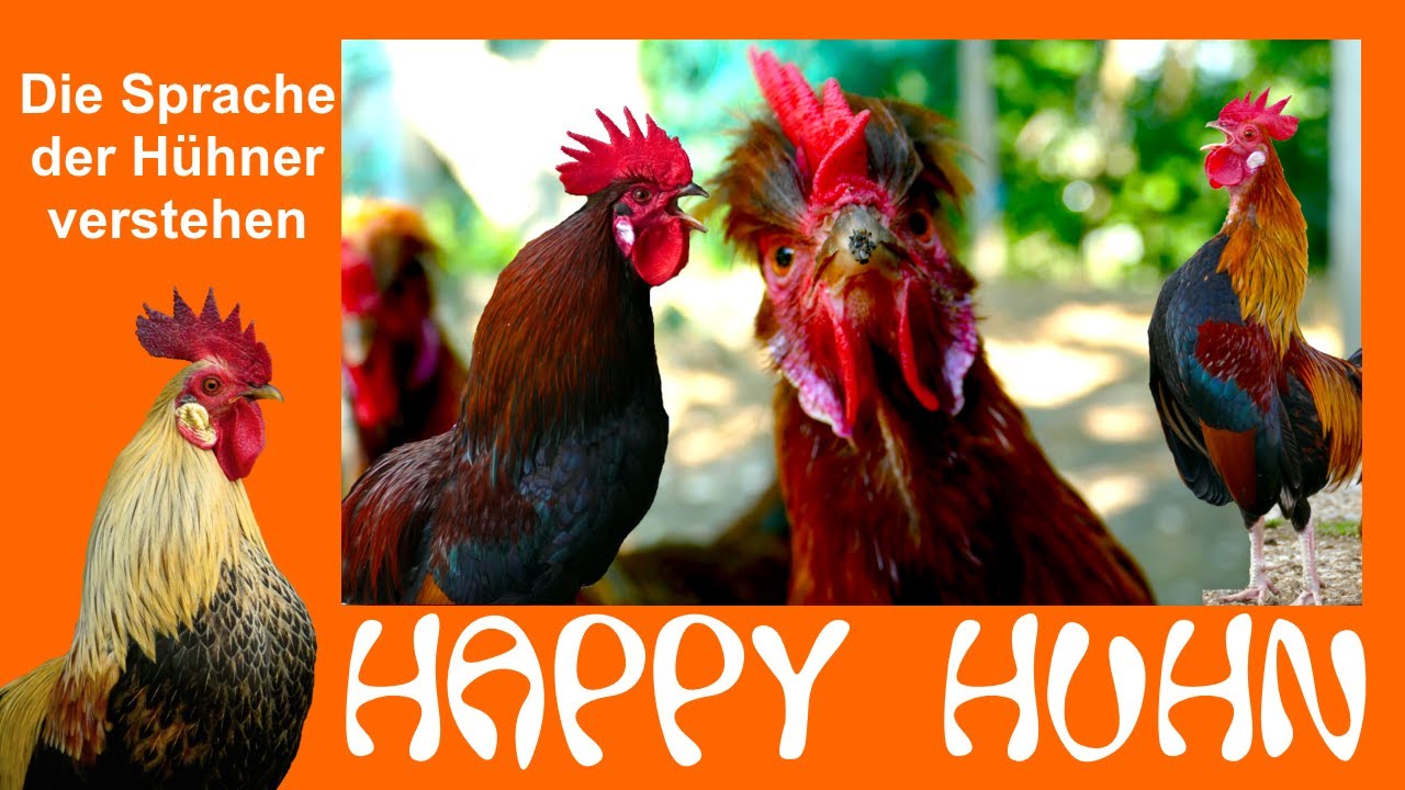 E70 Die Hühnersprache verstehen lernen - HAPPY HUHN - Das Verhalten der Hühner deuten, Körpersprache