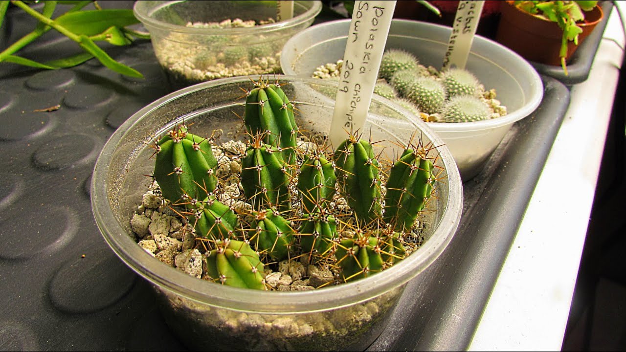 Overwintering VLOG 1 - Cactus Seedlings