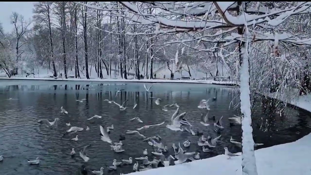 Seagulls Arguing Over a Frozen Lake | Urban Nature Series