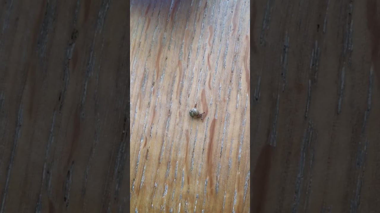 Small snail (shell less than 3 mm diameter)