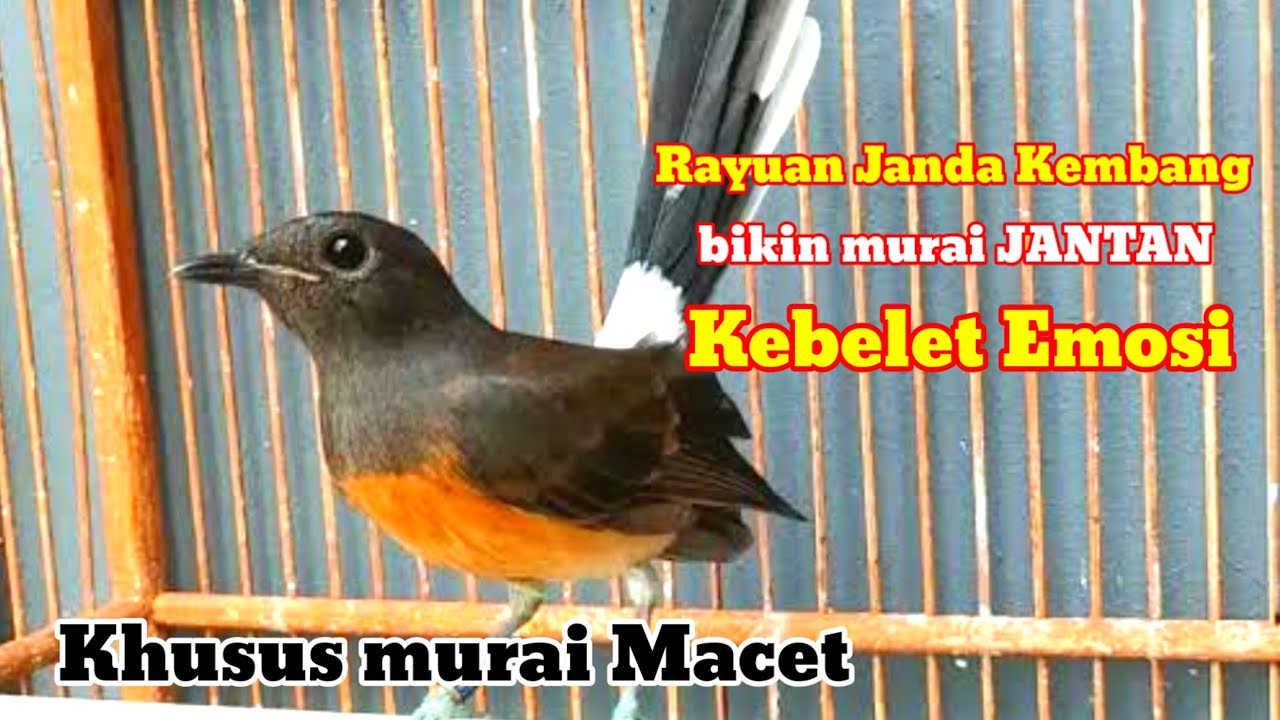 SUARA Pancingan Murai Batu MACET BUNYI agar NGOTOT EMOSI Nyaut bongkar MATERI ISIAN
