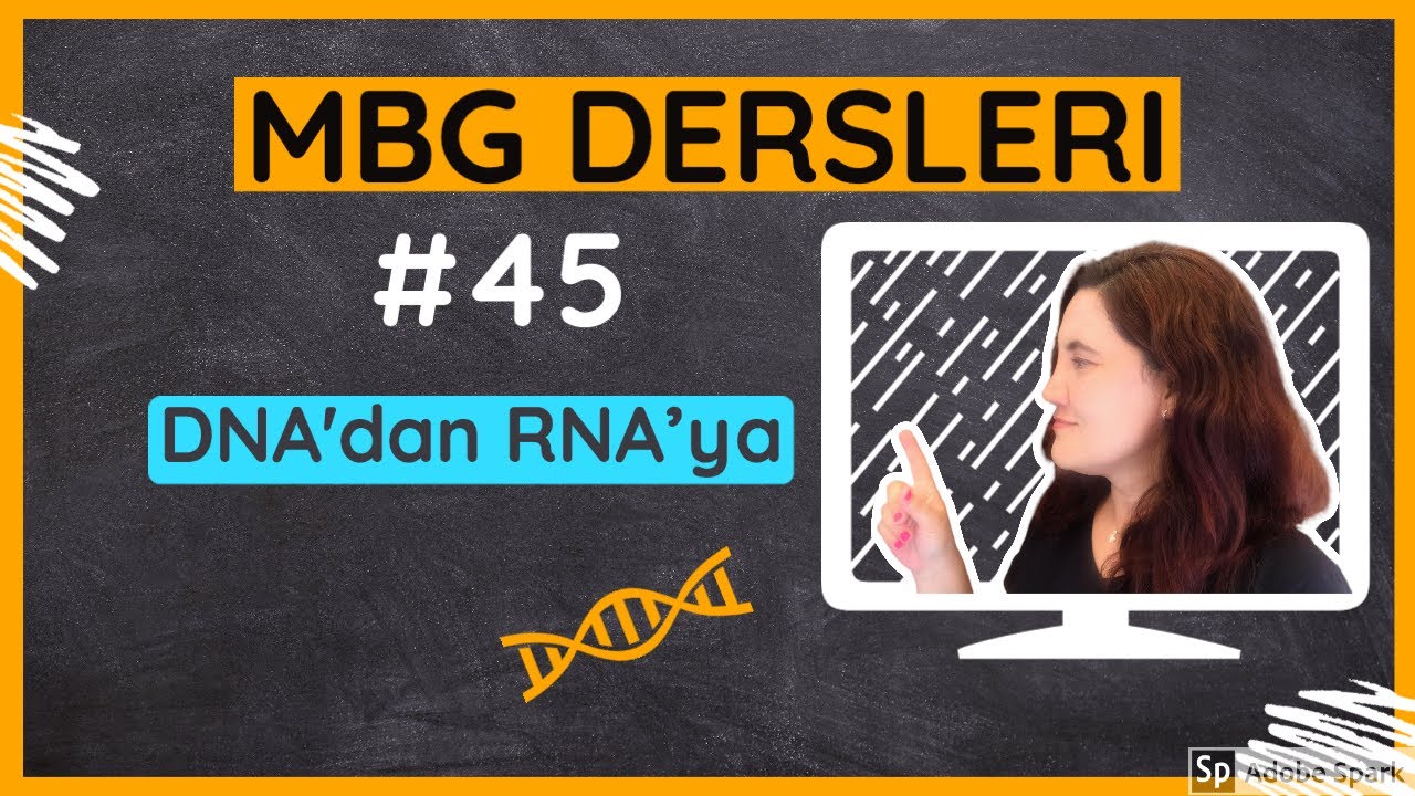 Moleküler Biyoloji ve Genetik Dersleri #45: DNA'dan RNA'ya